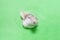 Cute fluffy mouse peeking through a ripped hole in a green paper