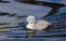 A cute fluffy mute swan cygnet, cygnus olor