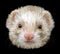 Cute fluffy muzzle of a ferret isolated on black background.