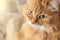 Cute fluffy orange cat with big eyes looks at camera, copy space