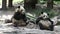 Cute Fluffy Panda in Chengdu Panda Base, China