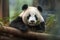 Cute fluffy panda Generative AI
