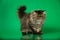 Cute fluffy Persian black grey tabby cat on green studio background