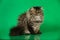 Cute fluffy Persian black grey tabby cat on green studio background