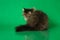 Cute fluffy Persian black grey tabby cat sitting back on green studio background