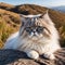 Cute fluffy Persian cat lies on a stone