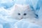 Cute fluffy Persian kitten sitting pretty on light blue background, adorable feline pet portrait