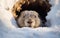 Cute fluffy photorealistic groundhog comes out of a snowy hole after hibernation. Happy groundhog day poster. AI Generative
