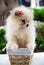 Cute fluffy Pomeranian Spitz puppy sitting in a basket on a walk in the park.Dog breeds concept.