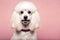 cute fluffy poodle puppy portrait in adorable barbie style