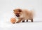 Cute fluffy puppy playing with pet toy. Generative AI