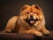 Cute and fluffy purebred Chow Chow dog rests on a rich brown backdrop. Pedigree pup. For advertising, posters, banners