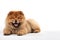 Cute fluffy purebred Chow Chow puppy lies on a white background. With copy space. Pedigree pup. For advertising, posters