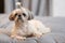 A cute fluffy purebred Shih Tzu, Shitzu dog. Adorable light puppy Shi-tzu on grey bed, cushion, sofa, couch