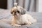 A cute fluffy purebred Shih Tzu, Shitzu dog. Adorable light puppy Shi-tzu on grey bed, cushion, sofa, couch