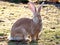 Cute and fluffy rabbit