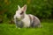 Cute Fluffy Rabbit on Green Grass