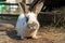 Cute fluffy rabbit. Pets on the farm