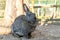 Cute fluffy rabbit. Pets the farm in summer