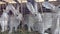 Cute fluffy rabbits in a cage close up eating green grass Breeding rabbits