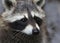 The cute fluffy raccoon close up portrait