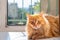 Cute fluffy red cat lies in the sunbeams at the door of the balcony