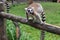 Cute, fluffy ring-tailed lemur .