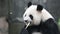 Cute Fluffy Round Face Panda , Chengdu, China