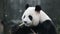 Cute Fluffy Round Face Panda , Chengdu, China