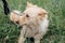 Cute fluffy scared dog walking in green grass in summer park. Adorable mixed breed puppy with big fur on a walk at shelter.