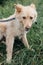 Cute fluffy scared dog walking in green grass in summer park. Adorable mixed breed puppy with big fur on a walk at shelter.