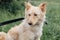 Cute fluffy scared dog walking in green grass in summer park. Adorable mixed breed puppy with big fur on a walk at shelter.