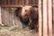 Cute fluffy Scottish cows