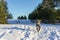 Cute fluffy shaggy gray dog with a white beard in a blue overalls walking in the winter forest. Walking and traveling with pets