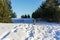 Cute fluffy shaggy gray dog with a white beard in a blue overalls walking in the winter forest. Walking and traveling with pets