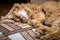 Cute fluffy sleeping red cat