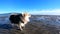 Cute fluffy spitz chihuahua mixed breed dog walking and shaking on beach