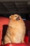 Cute and fluffy Spitz sitting on a red armchair with an open mouth and looks up.