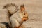 A cute and fluffy squirrel nibbles pine nuts on the ground, in early spring on a Sunny day. Animals are awakening from hibernation