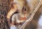 Cute fluffy squirrel sitting in the park on a tree branch and appetitiously eats a hazelnut