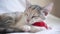 A cute fluffy tricolor domestic cat lies with a red ball of thread on a gray blanket in bed and sleeps