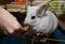 Cute fluffy white chinchilla is sitting in the room. Pet at home. White fur and friendly animal. Adorable chinchilla