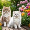 Cute fluffy white Persian cats on a background of flowers