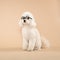 Cute fluffy white poodle wearing spectacles