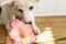 Cute fluffy white puppy smelling pink flower on wooden floor in room. Curious female puppy sniffing gladiolus flower. Copy space.