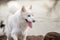 Cute, fluffy white Samoyed dog panting