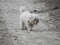 Cute fluffy white terrier poodle walking on a dirt path with a red collar around its neck