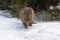 Cute, fluffy wombat walking on the snowy ground in winter in Tasmania, Australia