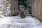 Cute, fluffy wombat walking on the snowy ground in winter in Tasmania, Australia