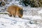 Cute, fluffy wombat walking on the snowy ground in winter in Tasmania, Australia